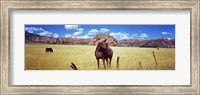 Horses Grazing at Kolob Reservoir, Utah Fine Art Print