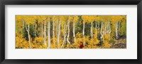 Aspen Trees in Autumn, Dixie National Forest, Utah Fine Art Print