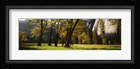 Trees near the El Capitan, Yosemite National Park, California, USA Fine Art Print