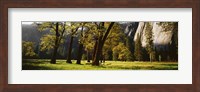 Trees near the El Capitan, Yosemite National Park, California, USA Fine Art Print