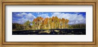 Aspen Trees in the Fall, Utah Fine Art Print