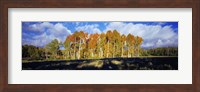 Aspen Trees in the Fall, Utah Fine Art Print