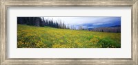 Wildflowers in bloom at morning light, Dixie National Forest, Utah, USA Fine Art Print