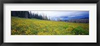 Wildflowers in bloom at morning light, Dixie National Forest, Utah, USA Fine Art Print