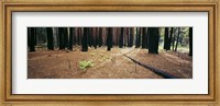 Burnt pine trees in a forest, Yosemite National Park, California, USA Fine Art Print