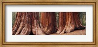 Trees at Sequoia National Park, California, USA Fine Art Print