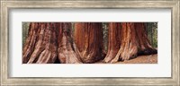 Trees at Sequoia National Park, California, USA Fine Art Print