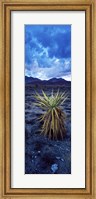 Yucca flower in Red Rock Canyon National Conservation Area, Las Vegas, Nevada, USA Fine Art Print