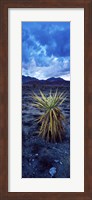 Yucca flower in Red Rock Canyon National Conservation Area, Las Vegas, Nevada, USA Fine Art Print