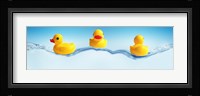 Three ducks on water Fine Art Print