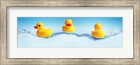 Three ducks on water Fine Art Print