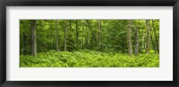 Ferns blanketing floor of summer woods near Old Forge in the Adirondack Mountains, New York State, USA Fine Art Print