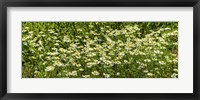 German chamomile (Matricaria chamomilla) in bloom Fine Art Print