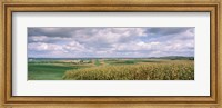 Corn and Alfalfa Fields, Wisconsin Fine Art Print