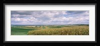 Corn and Alfalfa Fields, Wisconsin Fine Art Print