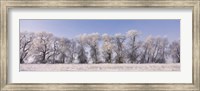 Cottonwood trees covered with snow, Lower Klamath Lake, Siskiyou County, California, USA Fine Art Print