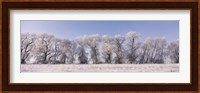 Cottonwood trees covered with snow, Lower Klamath Lake, Siskiyou County, California, USA Fine Art Print