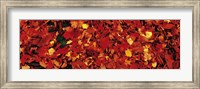 Autumn Leaves Great Smoky Mountains National Park NC USA Fine Art Print