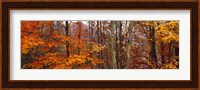 Autumn trees in Great Smoky Mountains National Park, North Carolina, USA Fine Art Print