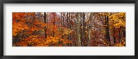 Autumn trees in Great Smoky Mountains National Park, North Carolina, USA Fine Art Print