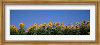 Sunflowers in a field, Marion County, Illinois, USA (Helianthus annuus) Fine Art Print