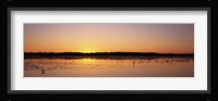 Pelicans and other wading birds at sunset, J.N. Ding Darling National Wildlife Refuge, Sanibel Island, Florida, USA Fine Art Print