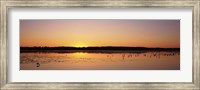 Pelicans and other wading birds at sunset, J.N. Ding Darling National Wildlife Refuge, Sanibel Island, Florida, USA Fine Art Print