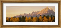 Aspen trees on a mountainside, Grand Teton, Teton Range, Grand Teton National Park, Wyoming, USA Fine Art Print