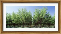 USA, New Mexico, Tularosa, pecan trees Fine Art Print