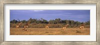 View Of A Group Of Giraffes In The Wild, Maasai Mara, Kenya Fine Art Print