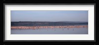 Africa, Kenya, Lake Nakuru National Park, Lake Nakuru, Flamingo birds in the lake Fine Art Print