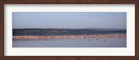 Africa, Kenya, Lake Nakuru National Park, Lake Nakuru, Flamingo birds in the lake Fine Art Print