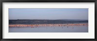 Africa, Kenya, Lake Nakuru National Park, Lake Nakuru, Flamingo birds in the lake Fine Art Print