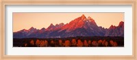 Aspens, Teton Range, Grand Teton National Park, Wyoming, USA Fine Art Print
