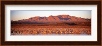 Sandhill Crane, Bosque Del Apache, New Mexico, USA Fine Art Print