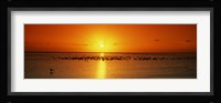 Flock of seagulls on the beach at sunset, South Padre Island, Texas, USA Fine Art Print