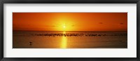 Flock of seagulls on the beach at sunset, South Padre Island, Texas, USA Fine Art Print