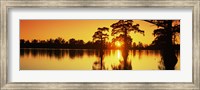 Cypress trees at sunset, Horseshoe Lake Conservation Area, Alexander County, Illinois, USA Fine Art Print
