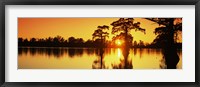 Cypress trees at sunset, Horseshoe Lake Conservation Area, Alexander County, Illinois, USA Fine Art Print