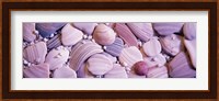 Close-up of seashells Fine Art Print