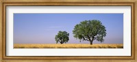 Two almond trees in wheat field, Plateau De Valensole, France Fine Art Print