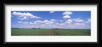 Cornfield, Marion County, Illinois, USA Fine Art Print