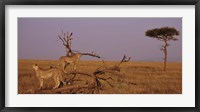 View of two Cheetahs in the wild, Africa Fine Art Print