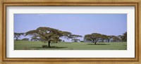 Kenya, View of trees in flat grasslands Fine Art Print