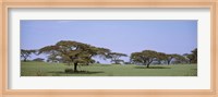 Kenya, View of trees in flat grasslands Fine Art Print