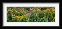 Flowers in a garden Fine Art Print
