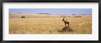 Side profile of a Topi standing on a termite mound, Masai Mara National Reserve, Kenya Fine Art Print