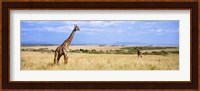 Giraffe, Maasai Mara, Kenya Fine Art Print