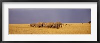 Elephants of Masai Mara National Reserve, Kenya Fine Art Print