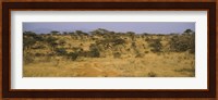 Trees on a landscape, Samburu National Reserve, Kenya Fine Art Print